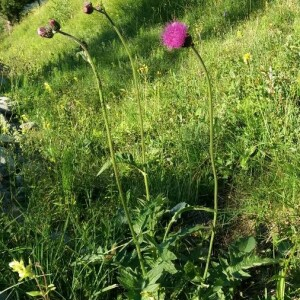 Cirsium rivulare