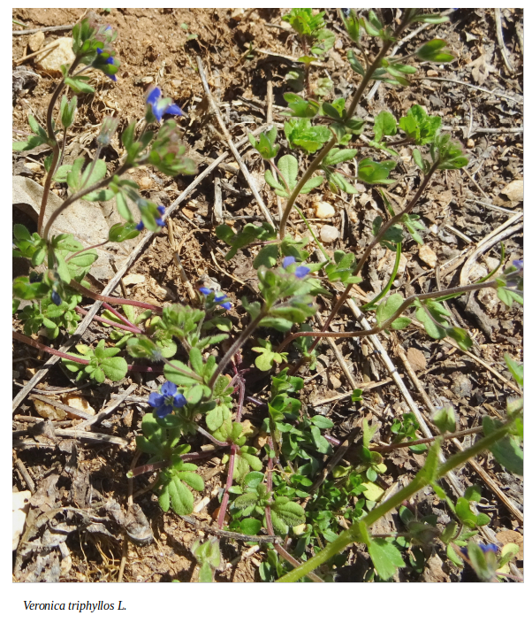 Veronica triphyllos L.