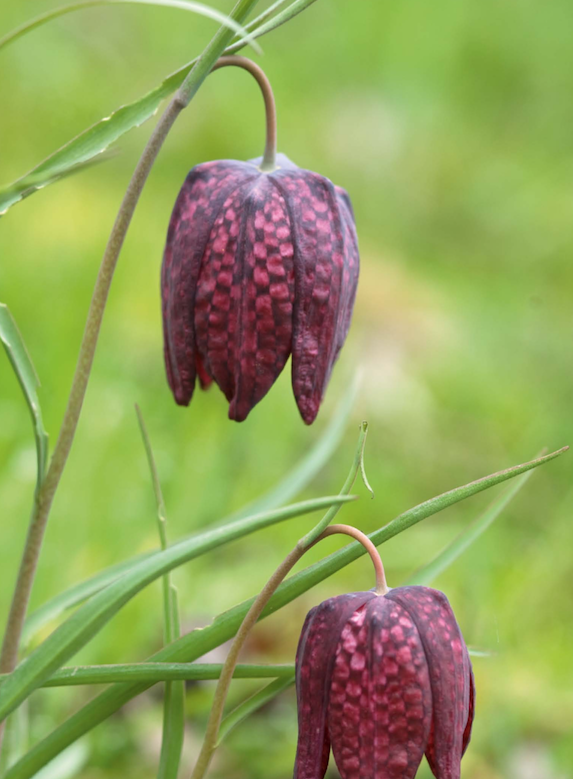 Fritillaria meleagris
