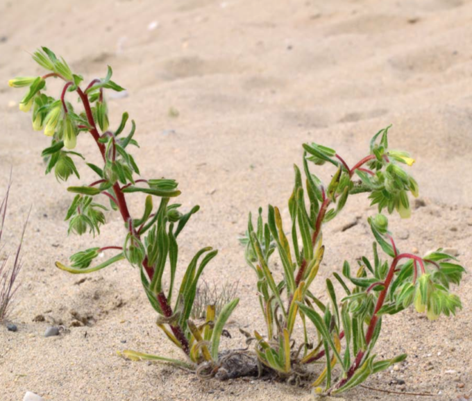 Onosma arenaria subsp. pyramidata