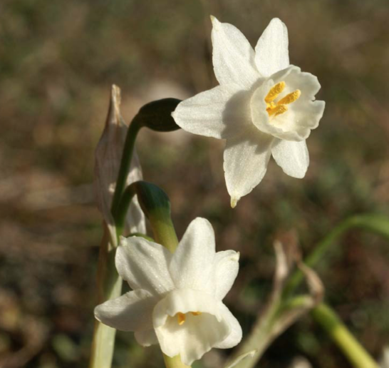 Narcissus dubius