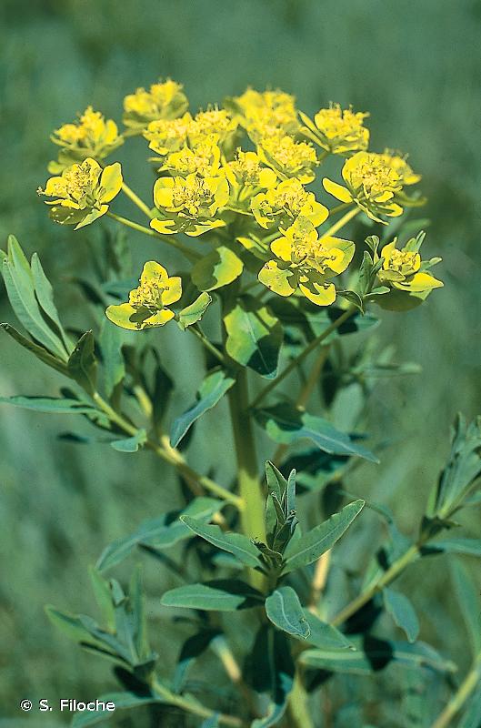 Euphorbe des marais