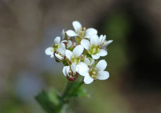 Draba muralis