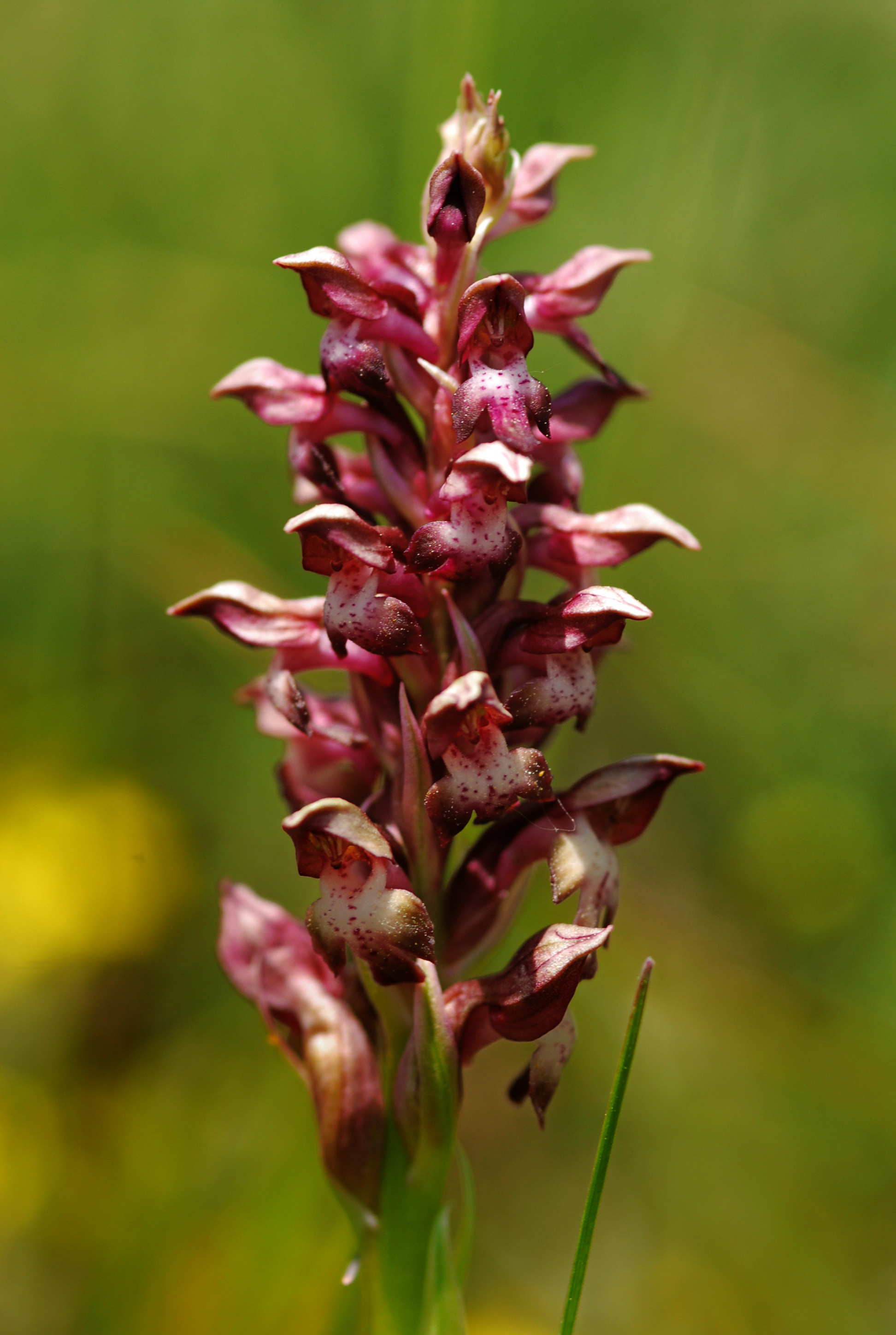 Anacamptis coriophora