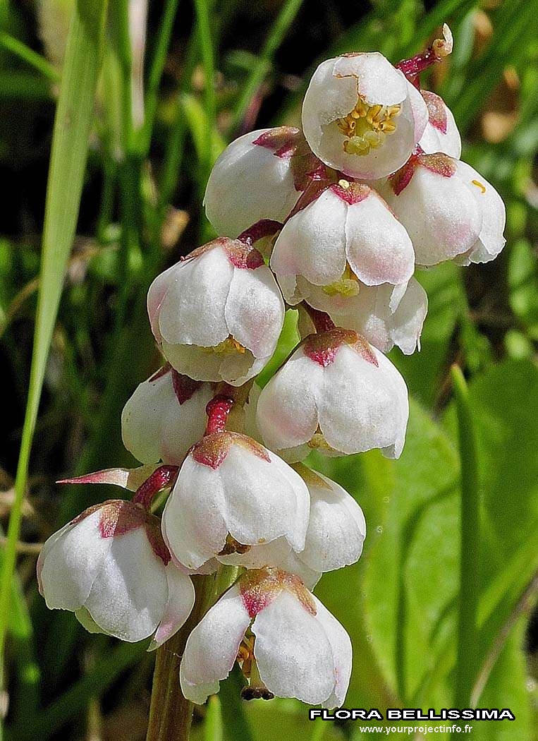 Pyrola minor