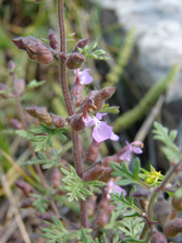 Teucrium botrys
