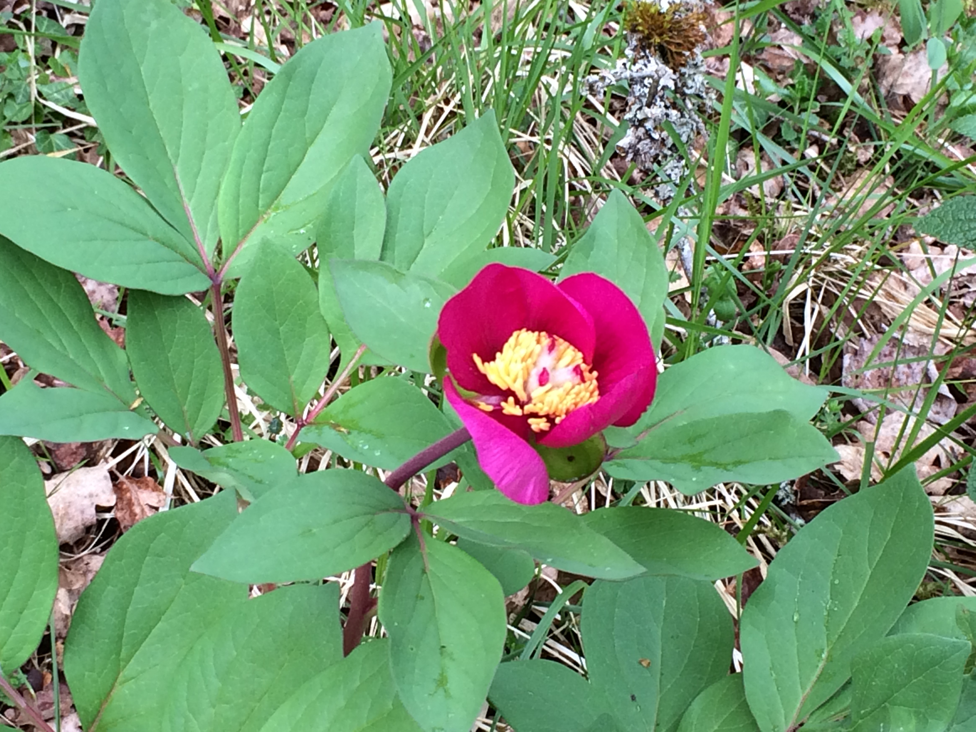 cette pivoine rouge vif pousse dans le village d'Epagny sur des lavières