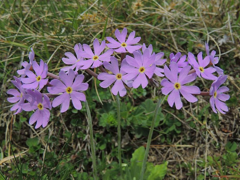 Primula halleri