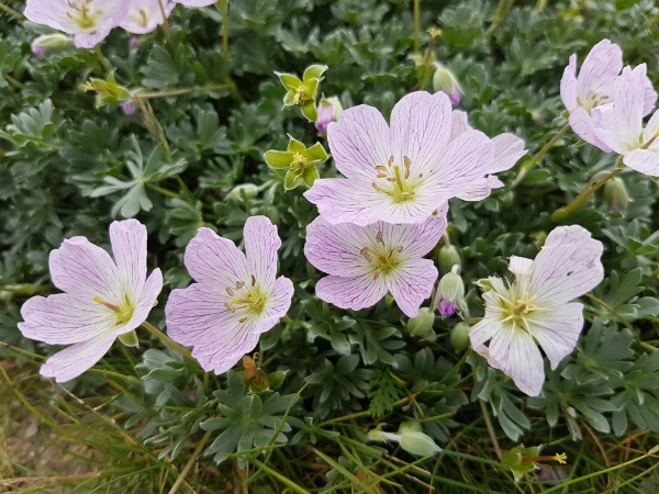Geranium argenteum
