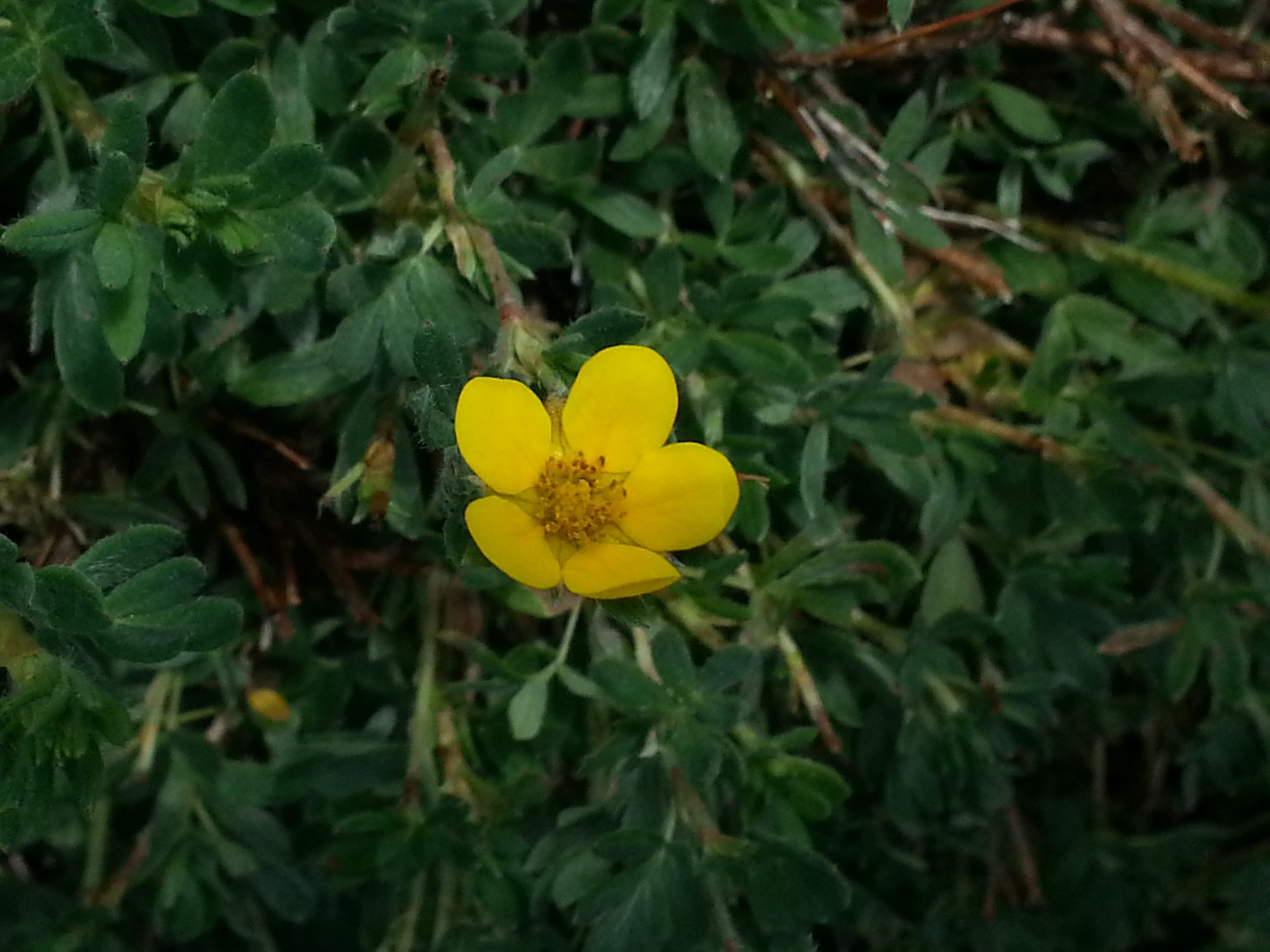 Potentilla fruticosa