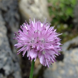 Fleur allium lineare