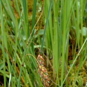 Carex limosa