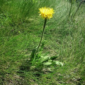 Hypochaeris uniflora