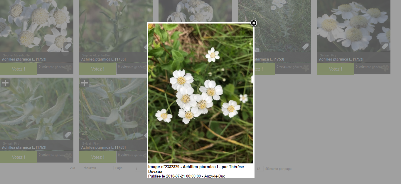 Achillea ptarmica L.