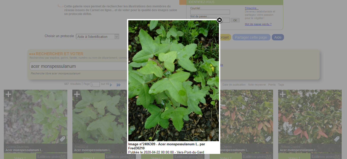 Acer monspessulanum L.