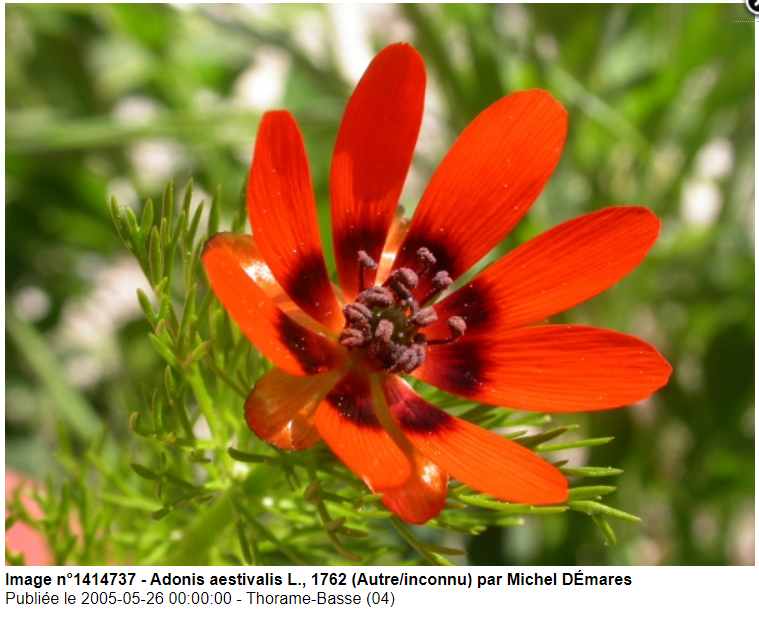 Adonis aestivalis L., 1762