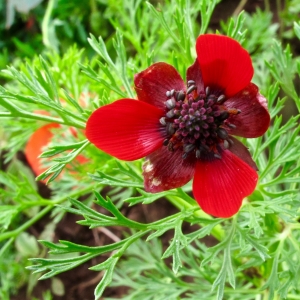 Adonis Flammea