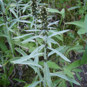 Gnaphalium sylvaticum L.,