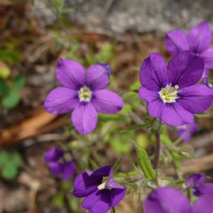 Legousia speculum-veneris