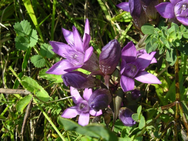Gentianella germanica