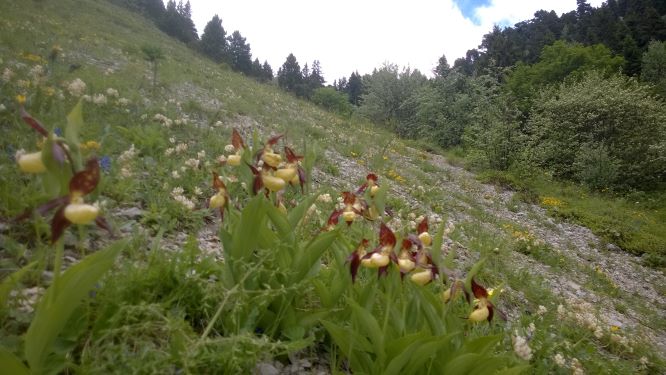 Cypripedium calceolus L. (Vercors, 2016)