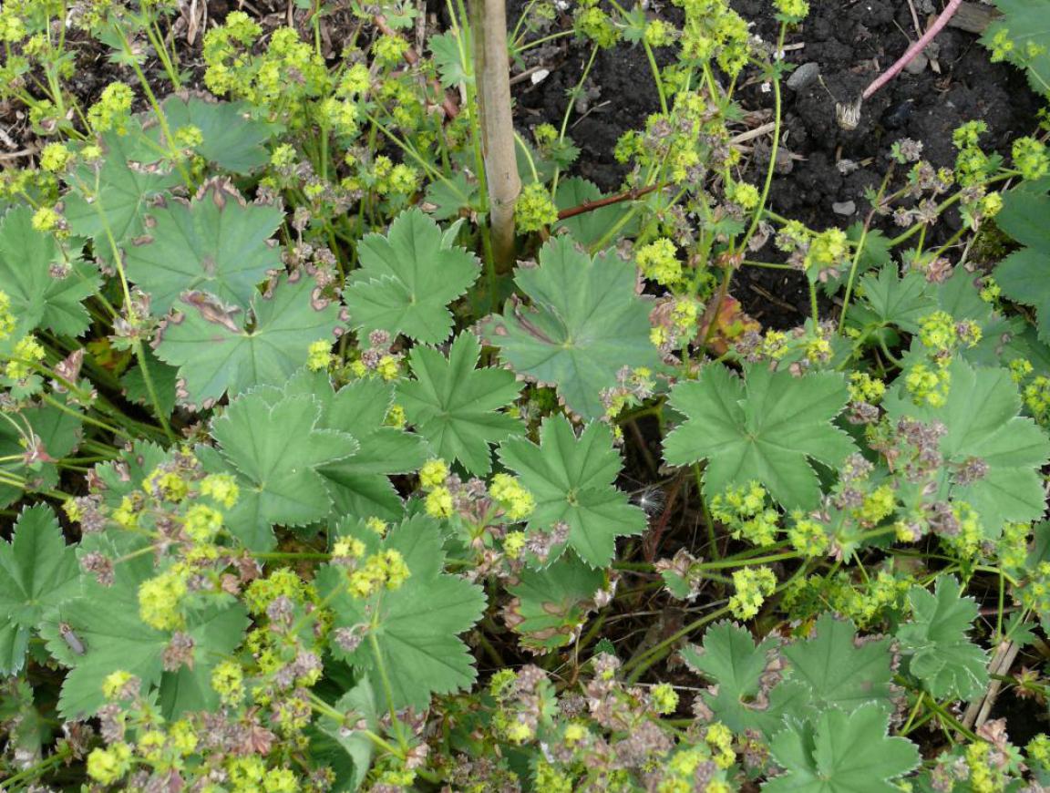 Alchemilla glaucescens Wallr.