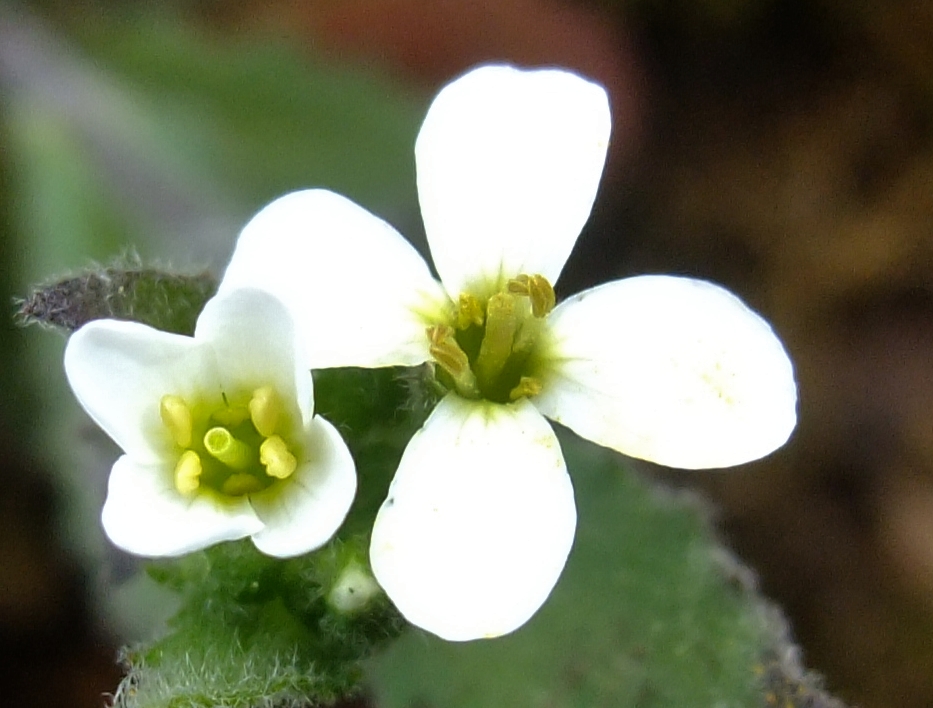 Arabis nova