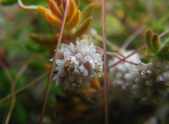 Cuscuta planiflora