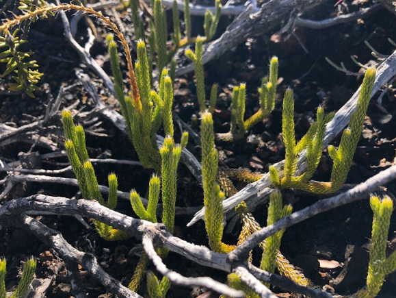 Lycopodium clavatum