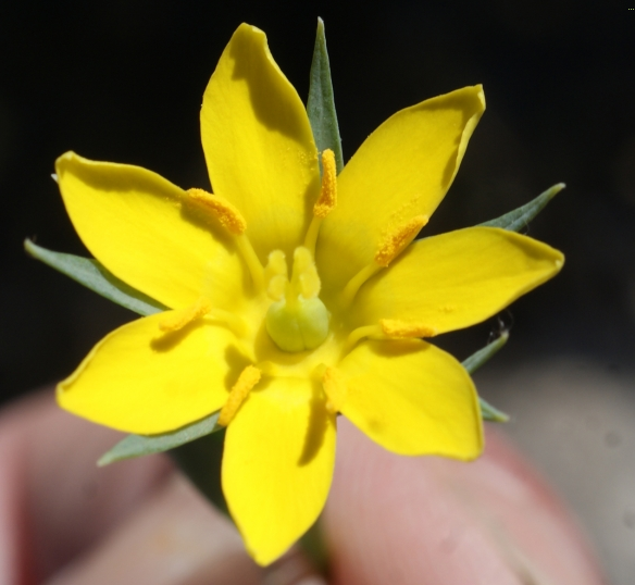 Blackstonia imperfoliata