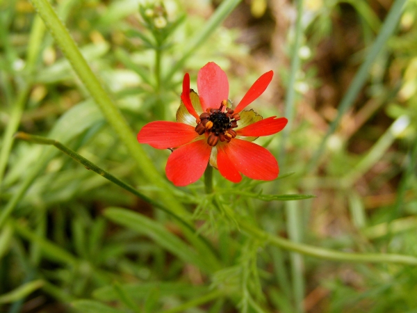 Adonis flammea