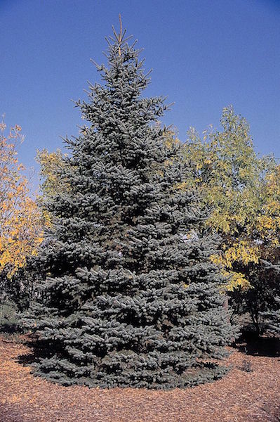 Annexe 800px-Picea_pungens_tree.jpg