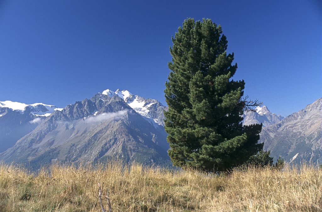 Annexe Pin cembro.jpg