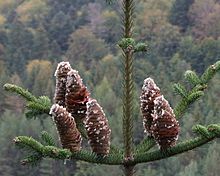 Annexe 220px-Abies_alba_P26.jpg
