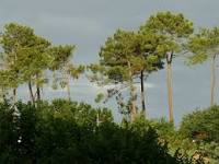 Annexe Pinus pinaster.jpg