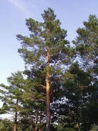 Annexe Pin_sylvestre.jfif