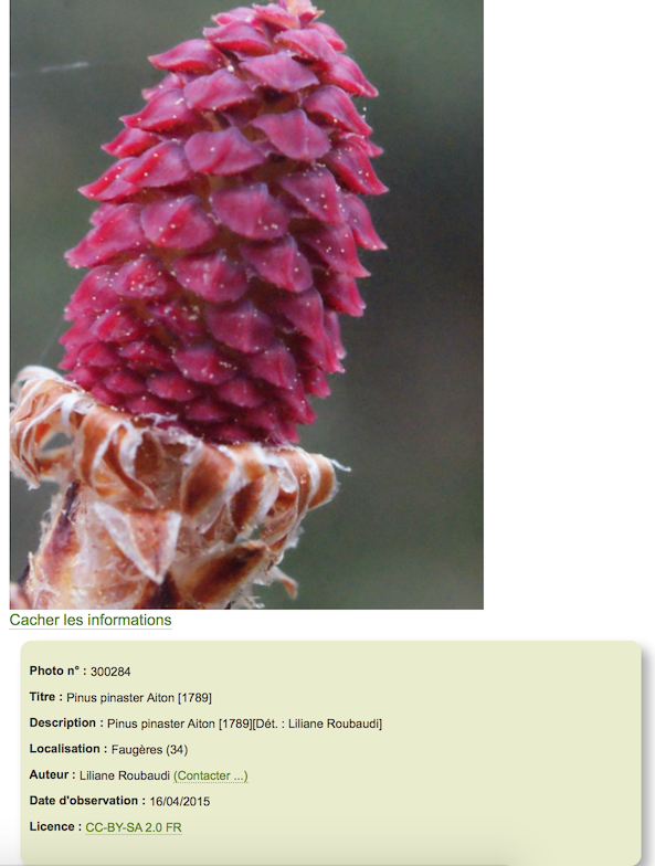 Annexe Pin_maritime.png