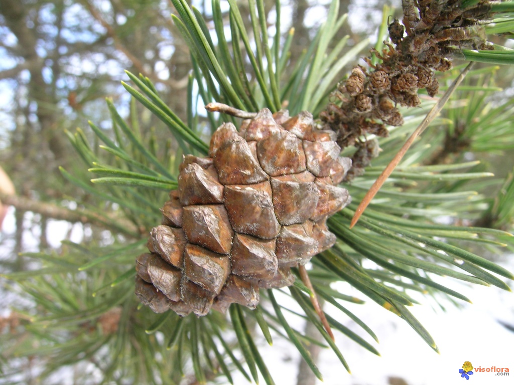 Annexe cone-de-pin-a-crochet-visoflora-2124.jpg