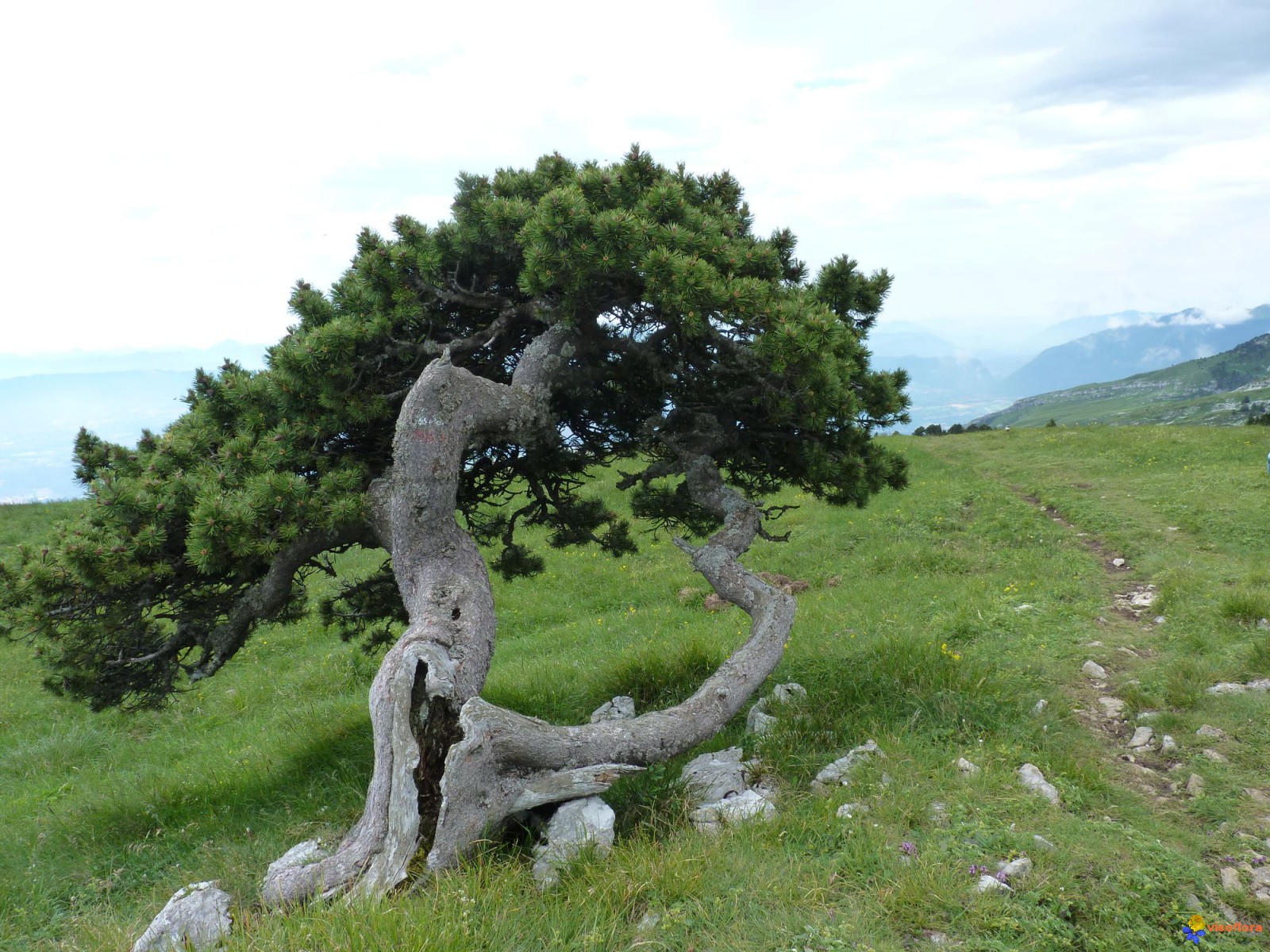 Annexe pin-a-crochets-visoflora-94943.jpg