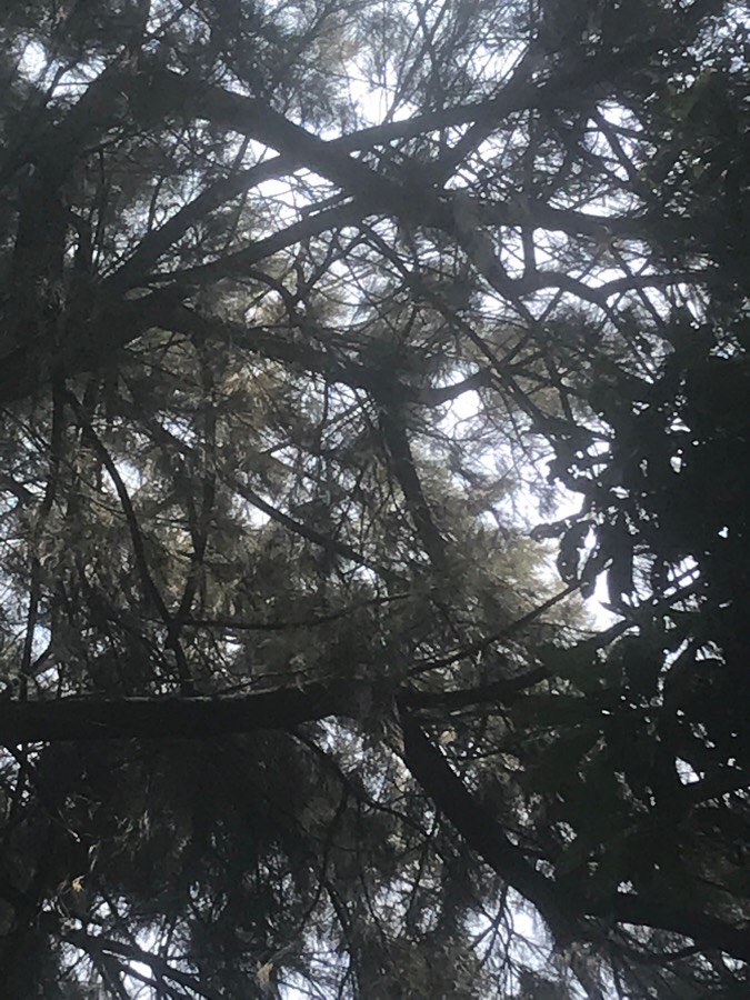 Annexe IMG_3917-1.JPG