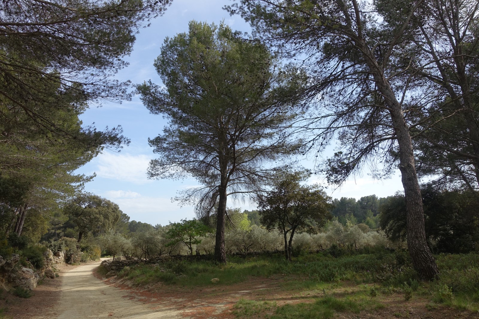 Annexe DSC06118 (Copier).JPG