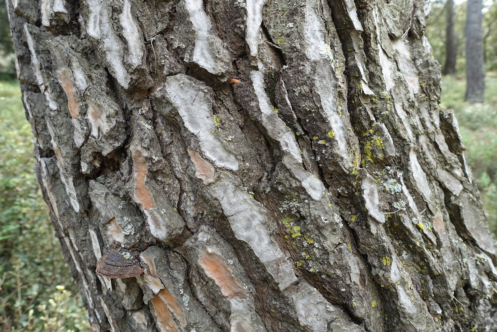 Annexe DSC06120 (Copier).JPG