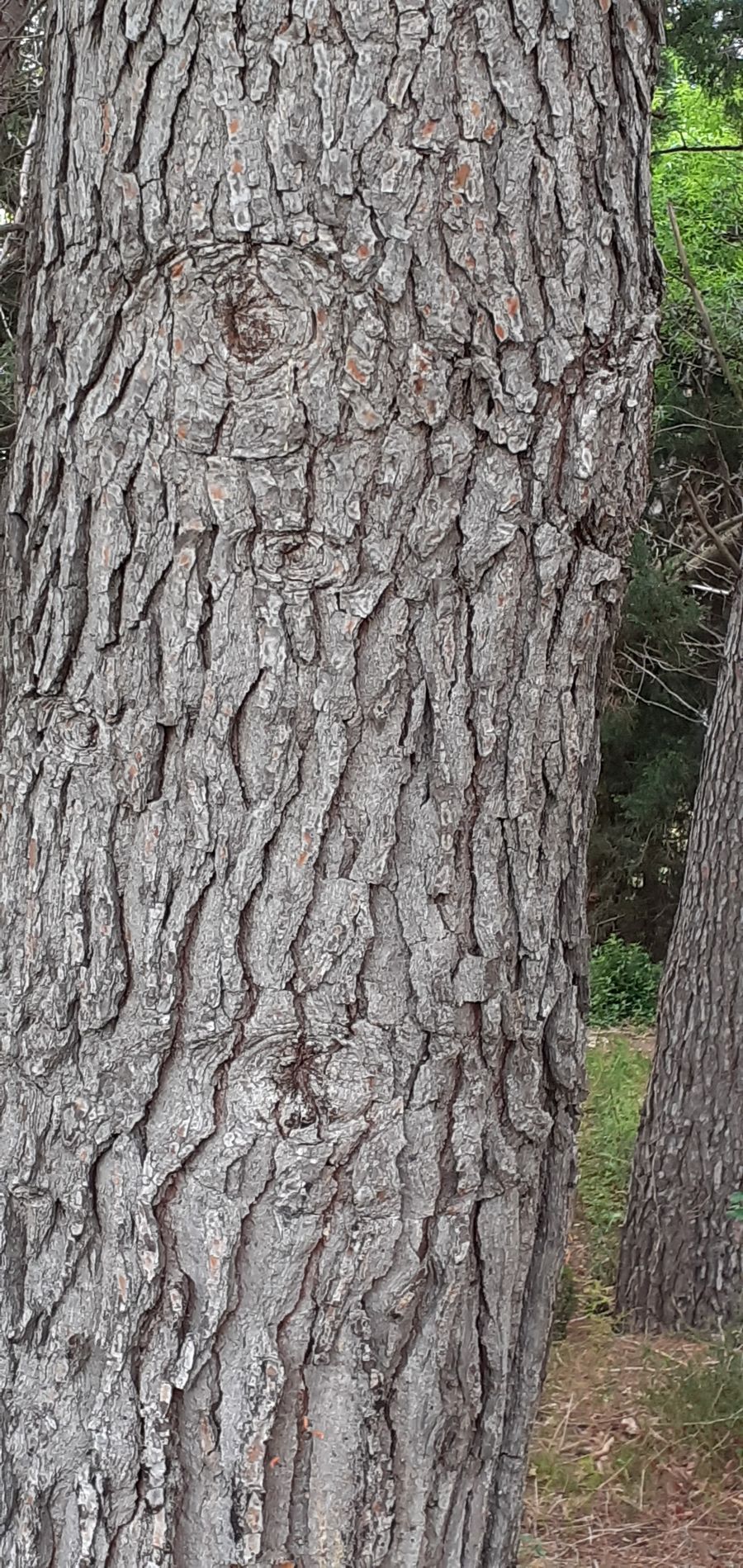 Annexe Pin Salzmann tronc.jpg