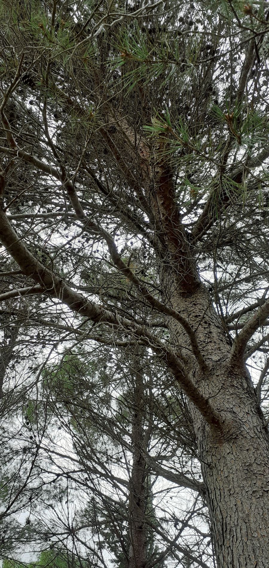 Annexe Pin de Salzmann.jpg