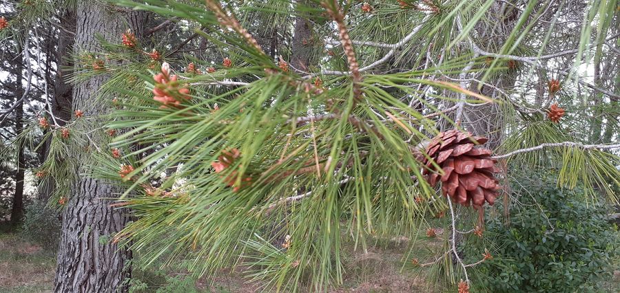 Annexe Pin de Salzmann1.jpg