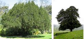 Annexe If Arbuste-Arbre.JPG