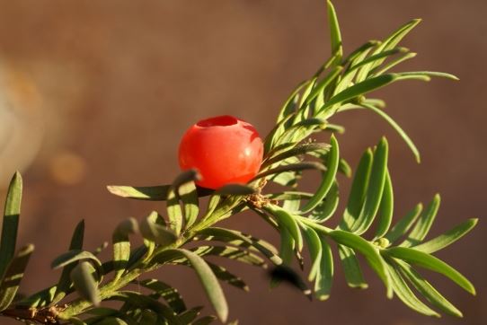 Annexe If feuille-fruit.JPG