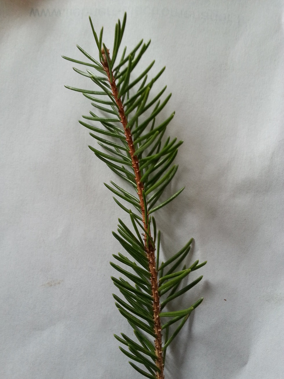 Annexe Picéa abies ptte branche 1.jpg