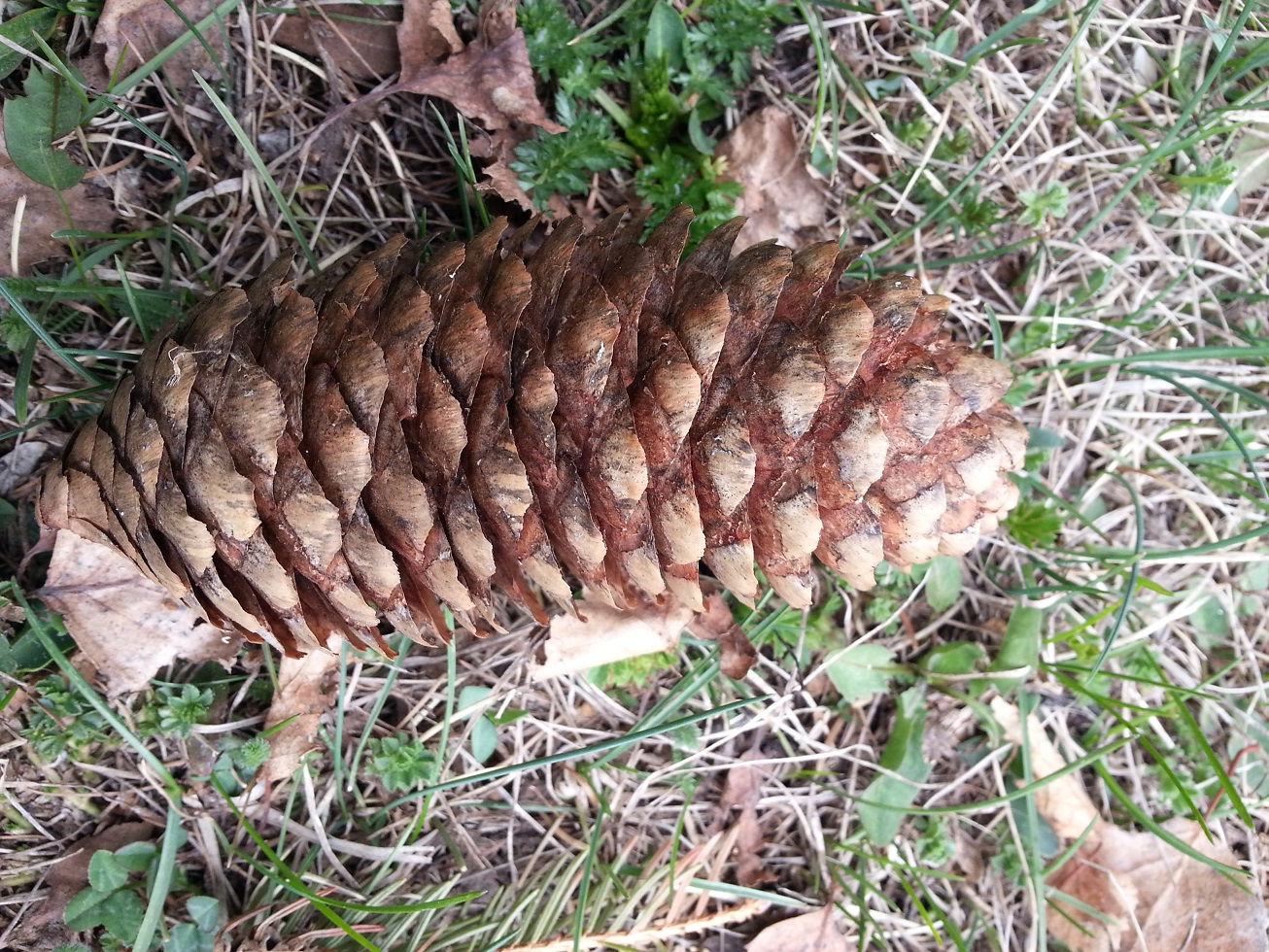 Annexe cone epicéa.jpg