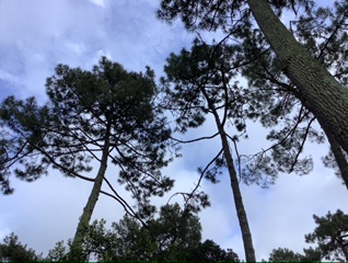 Annexe 83EB06F3-A913-40E8-A926-C3B6F2565DA6.jpeg